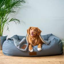 Steam cleaners for home and pets